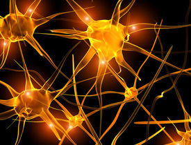 Neurons
